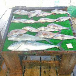 海の釣堀 海恵 釣果