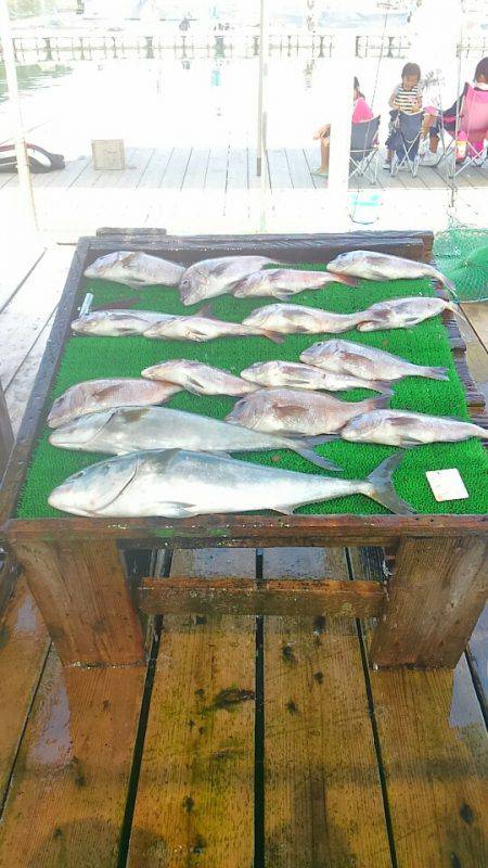 海の釣堀 海恵 釣果