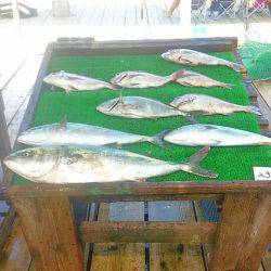 海の釣堀 海恵 釣果