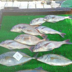 海の釣堀 海恵 釣果