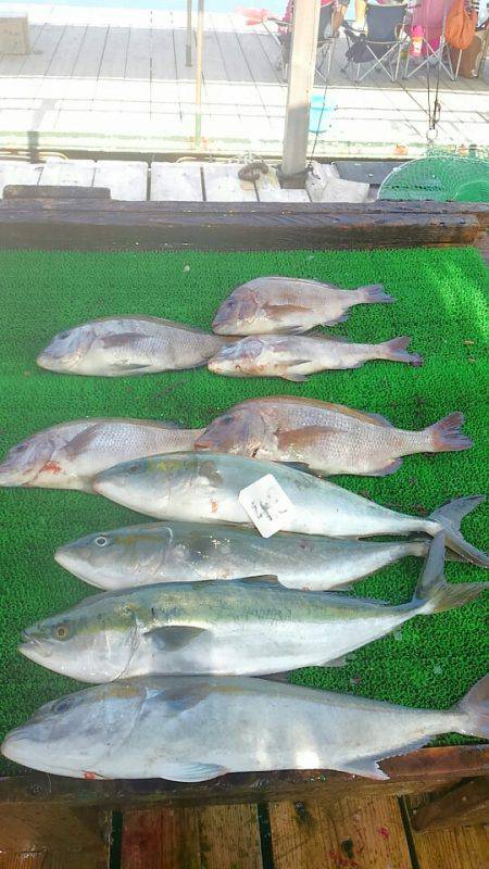 海の釣堀 海恵 釣果