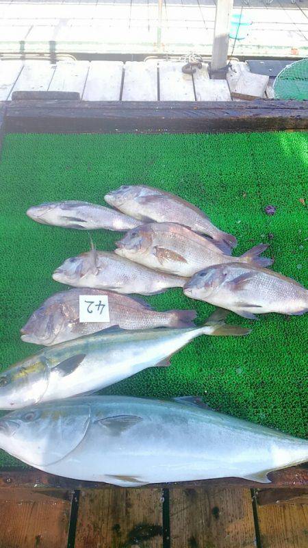 海の釣堀 海恵 釣果