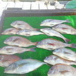 海の釣堀 海恵 釣果