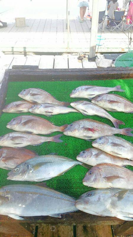 海の釣堀 海恵 釣果