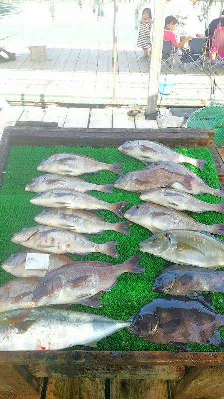 海の釣堀 海恵 釣果