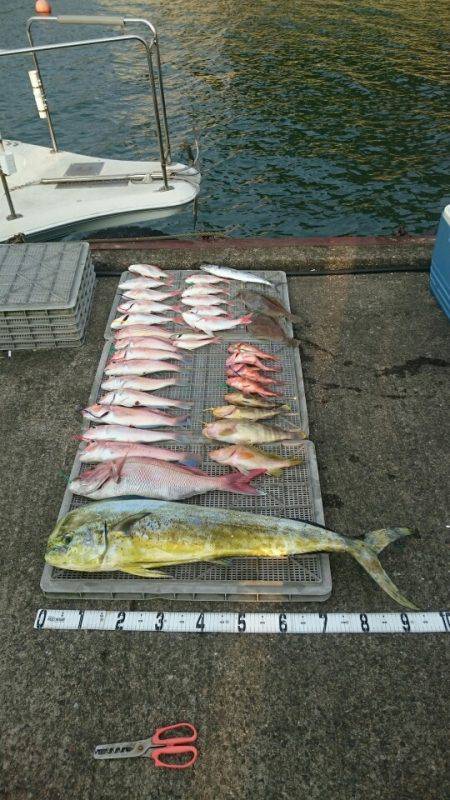 ARCADIAⅡ （アルカディアⅡ） 釣果