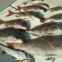 タイラバ遊漁船 ワンピース 釣果