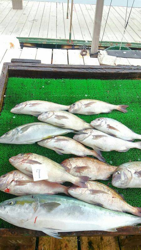 海の釣堀 海恵 釣果