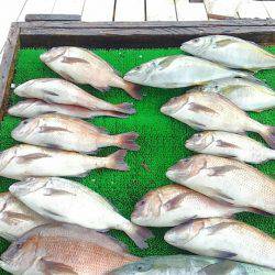 海の釣堀 海恵 釣果