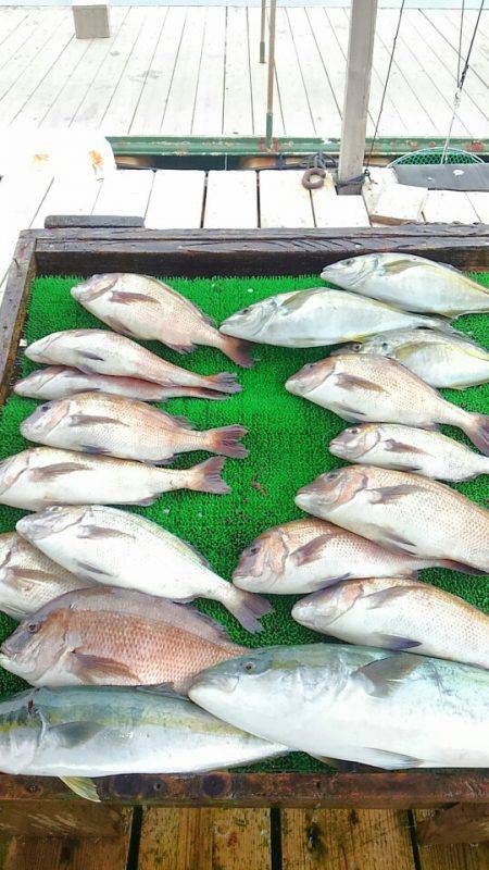 海の釣堀 海恵 釣果