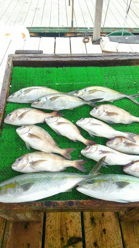 海の釣堀 海恵 釣果
