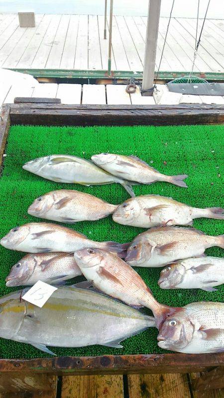 海の釣堀 海恵 釣果