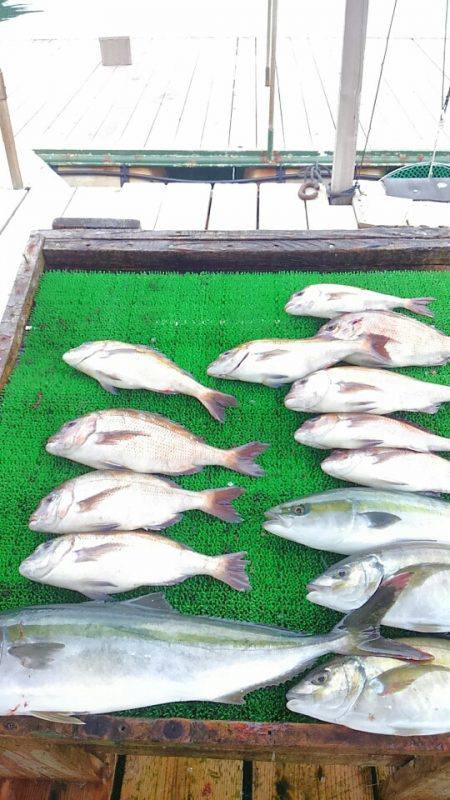 海の釣堀 海恵 釣果