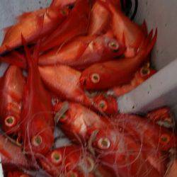 金沢八景鴨下丸 釣果