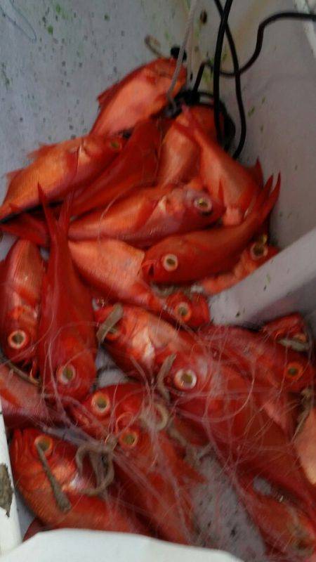 金沢八景鴨下丸 釣果