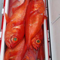 金沢八景鴨下丸 釣果