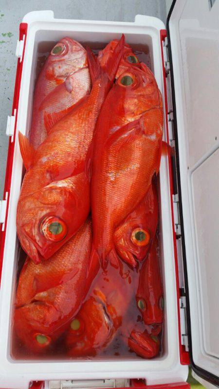 金沢八景鴨下丸 釣果