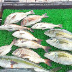 海の釣堀 海恵 釣果