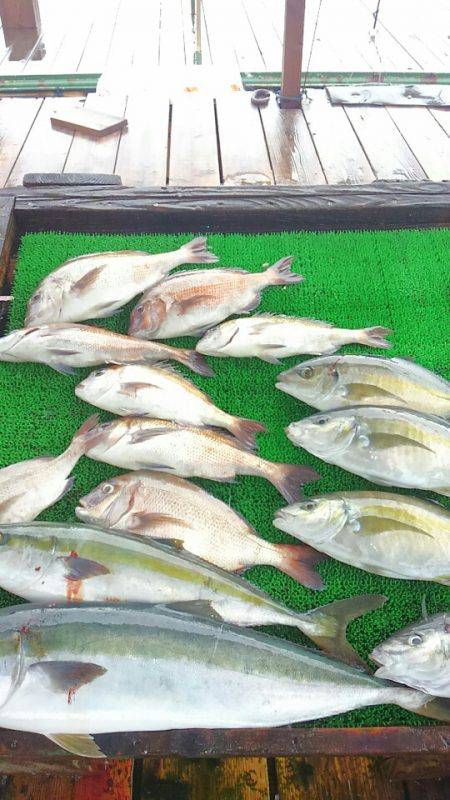 海の釣堀 海恵 釣果