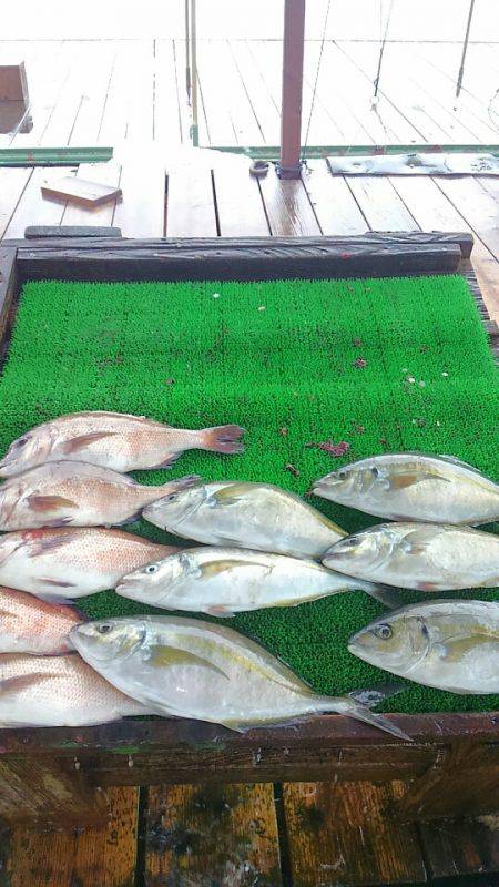 海の釣堀 海恵 釣果