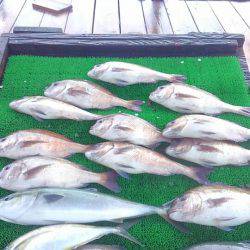 海の釣堀 海恵 釣果