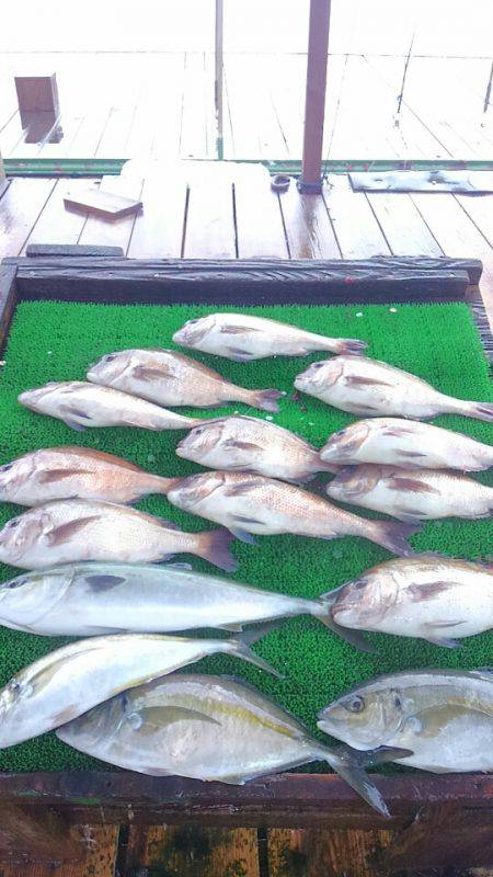 海の釣堀 海恵 釣果