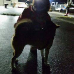 金沢八景鴨下丸 釣果