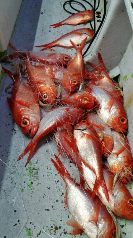 金沢八景鴨下丸 釣果