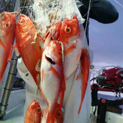 金沢八景鴨下丸 釣果