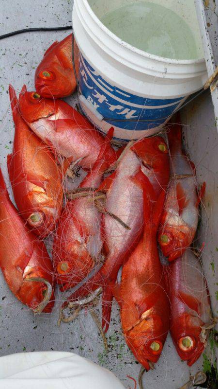 金沢八景鴨下丸 釣果