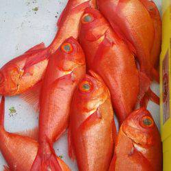 金沢八景鴨下丸 釣果