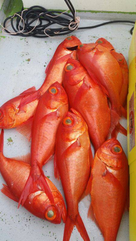 金沢八景鴨下丸 釣果