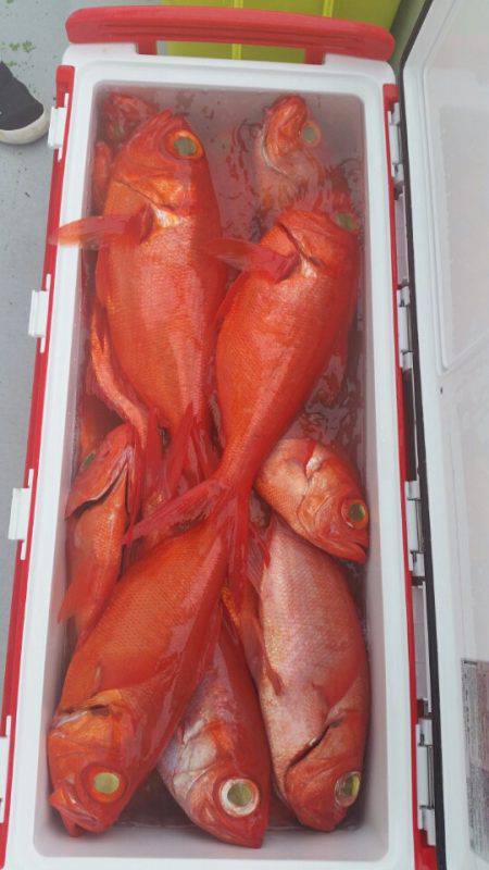 金沢八景鴨下丸 釣果