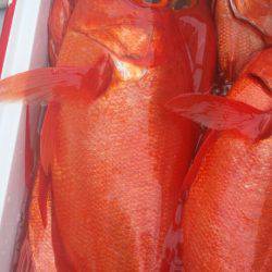 金沢八景鴨下丸 釣果