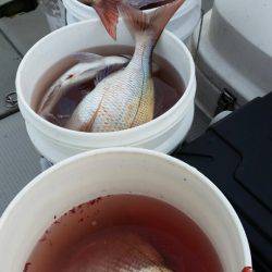 ブルドック 釣果