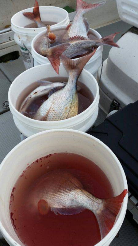 ブルドック 釣果