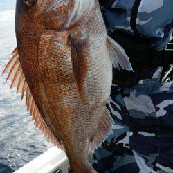 ブルドック 釣果