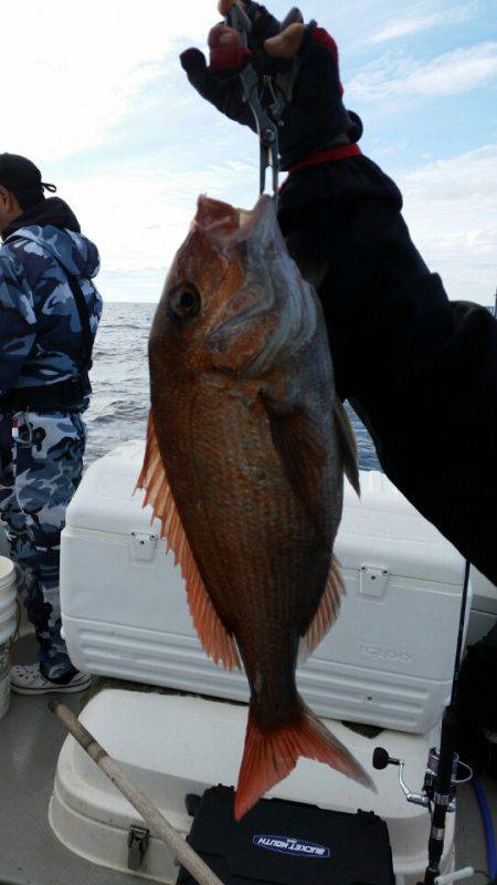 ブルドック 釣果