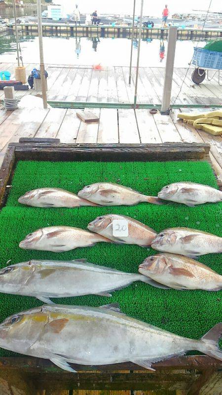 海の釣堀 海恵 釣果