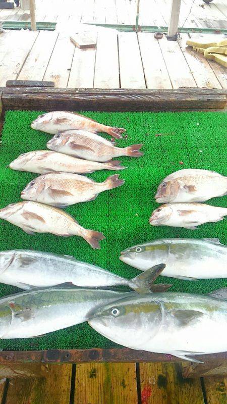 海の釣堀 海恵 釣果