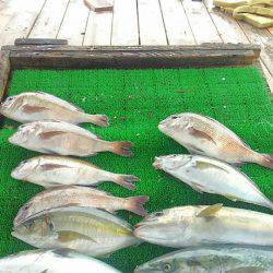 海の釣堀 海恵 釣果