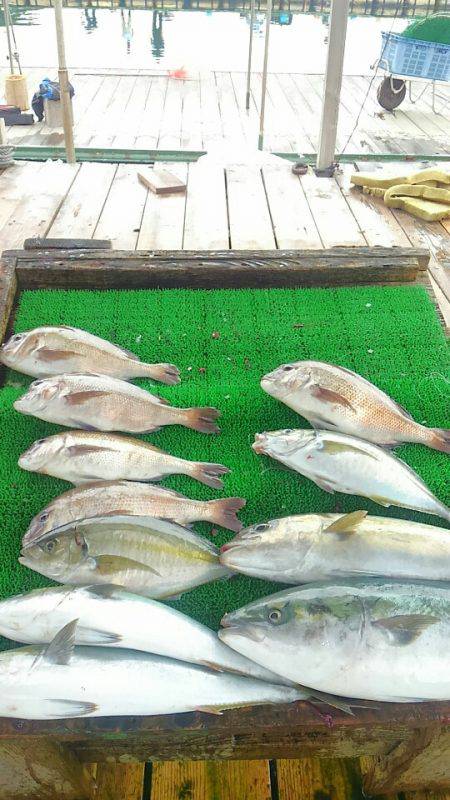 海の釣堀 海恵 釣果