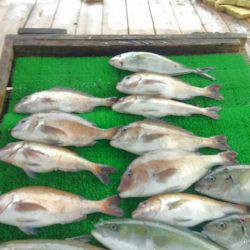 海の釣堀 海恵 釣果