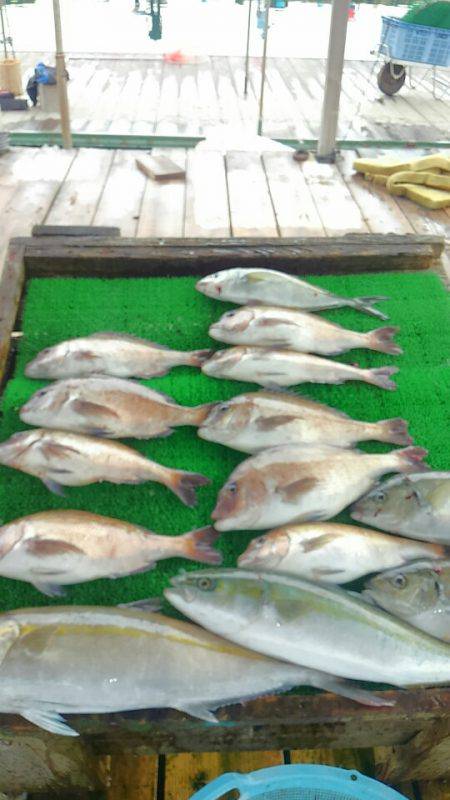 海の釣堀 海恵 釣果