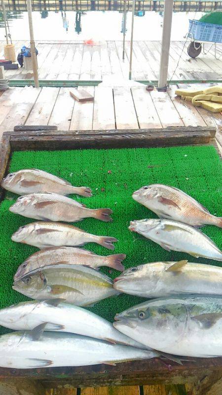海の釣堀 海恵 釣果