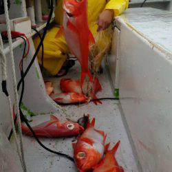 金沢八景鴨下丸 釣果