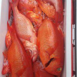 金沢八景鴨下丸 釣果