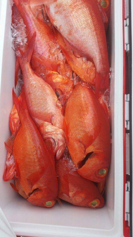 金沢八景鴨下丸 釣果