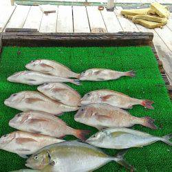 海の釣堀 海恵 釣果