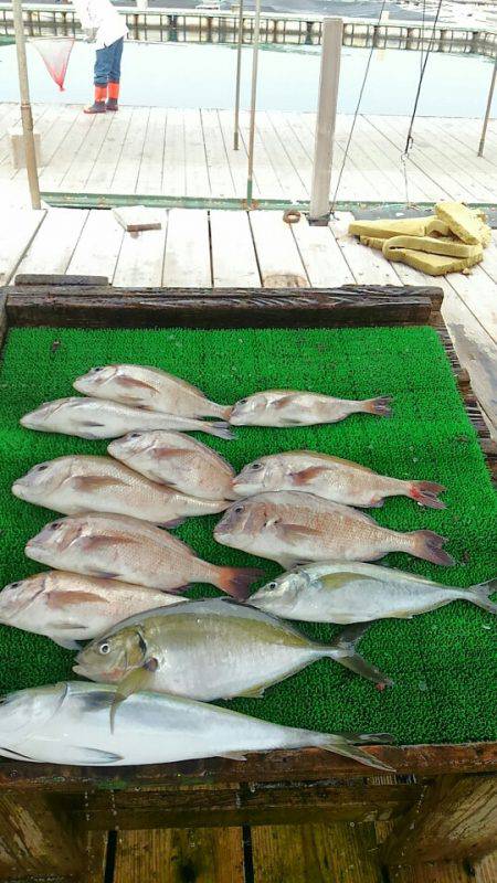 海の釣堀 海恵 釣果